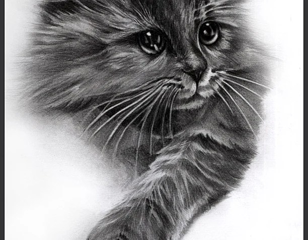 котик