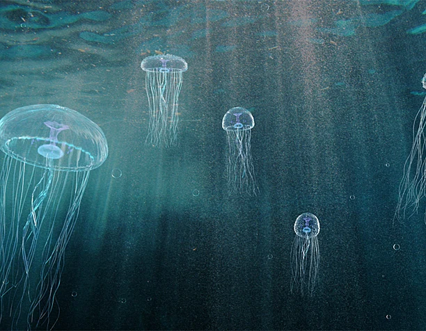 Jellyfish