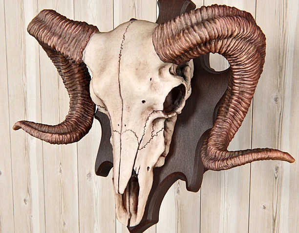 ram skull
