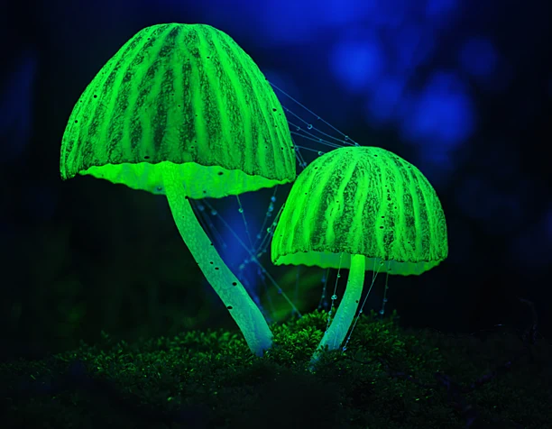 Glow