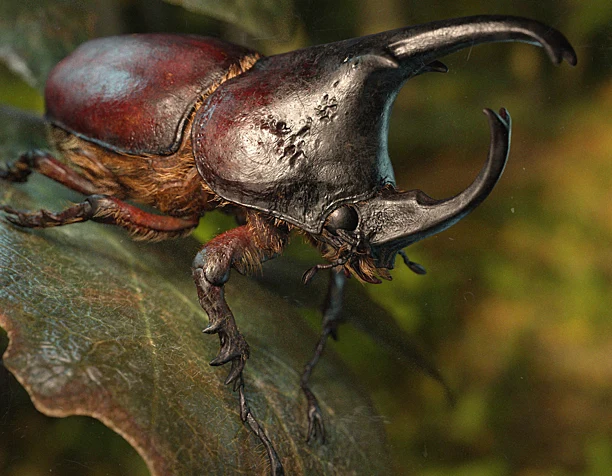 Rhinoceros beetle
