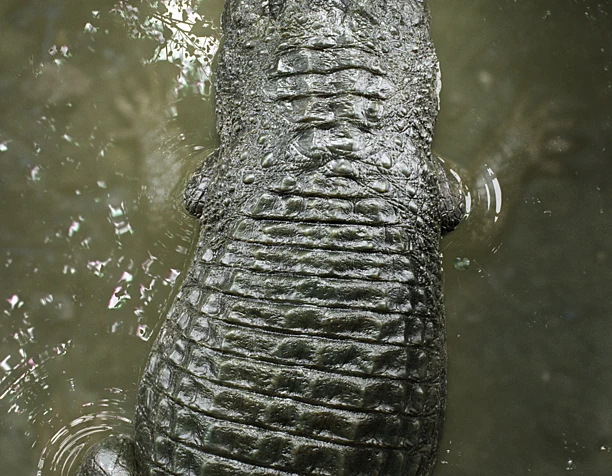 Crocodylus niloticus