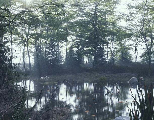 Fog in the forest