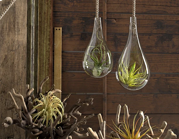 Air Plants Compisition (from reference)