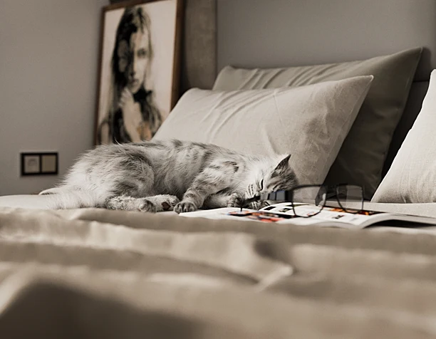 Comfortable Apartment