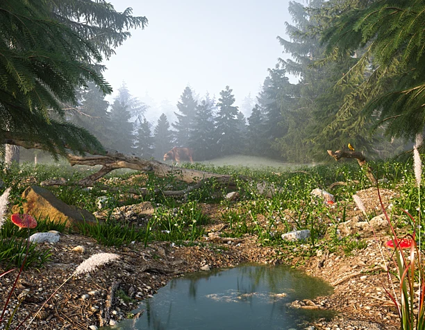 Morning in the forest