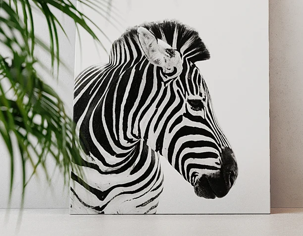 Question from zebra