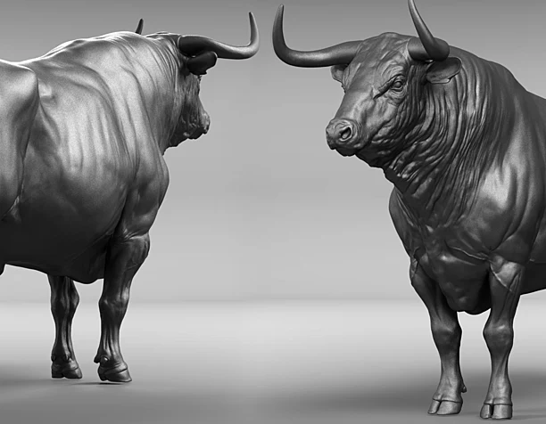 bull