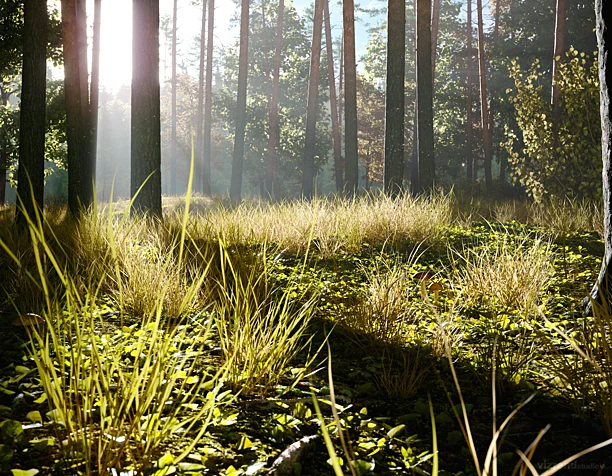 Morning in a Pine Forest