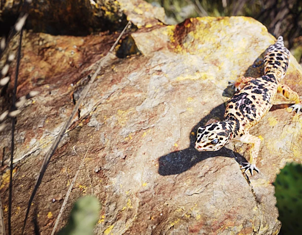 The Common leopard gecko