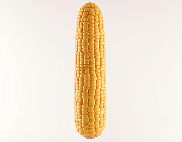 Corn 3d model