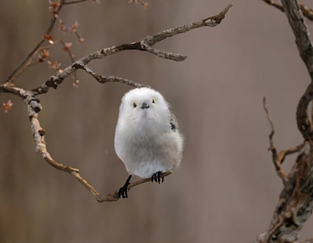 from bird animation work