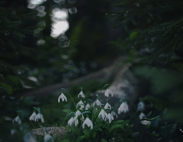 Galanthus Nivalis
