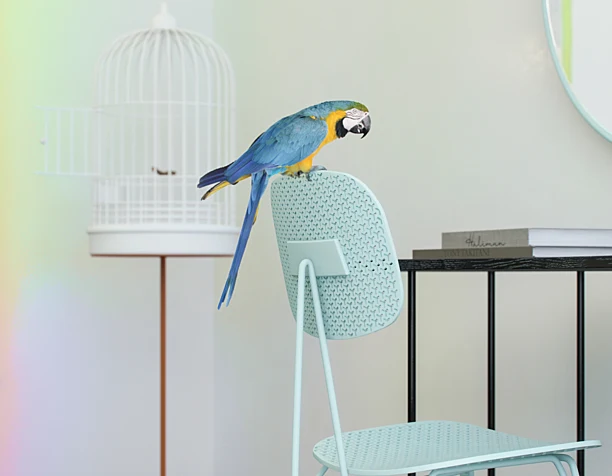 Who let the bird out