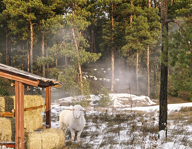 Morning and sheep