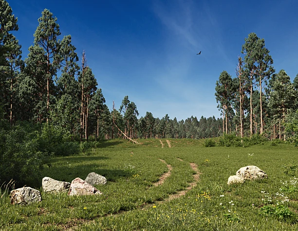 Сосновый лес