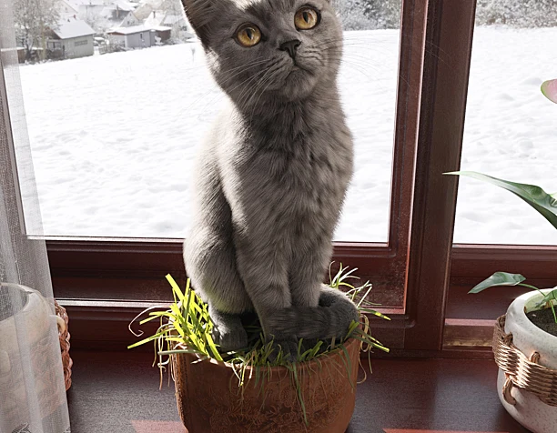 Котёнок по имени Фёдор