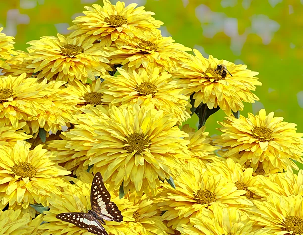 Butterfly over flower