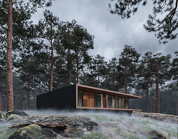 Forest with fog