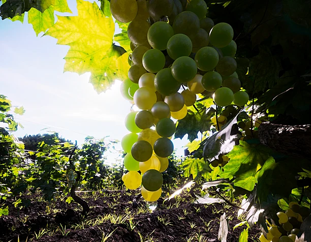 Vines for modern households