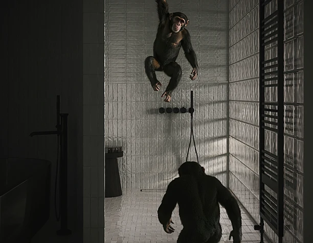 12 monkeys