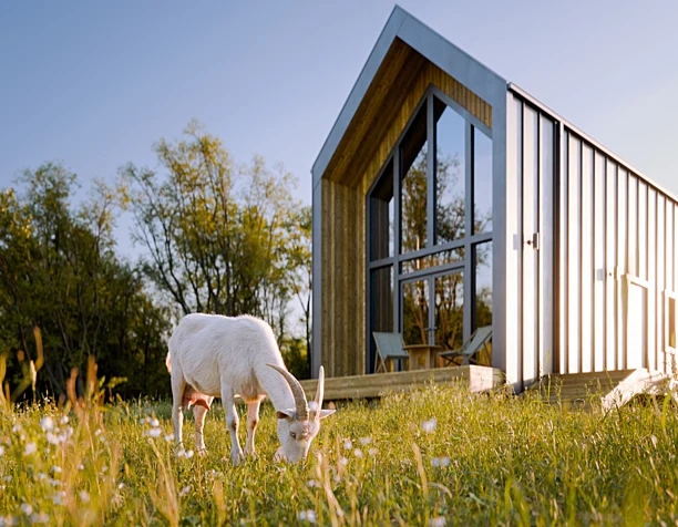 Meadow House. Sunset & Goat