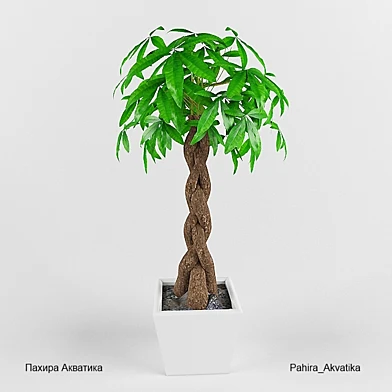 Пахира Акватика