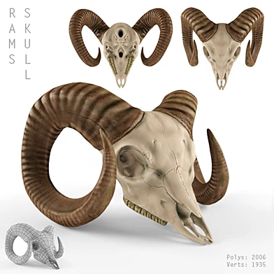 Ram's skull