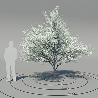 Кизил цветущий (Cornus florida)