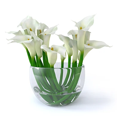 Calla Lily