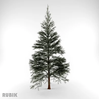 хвойные/Conifers