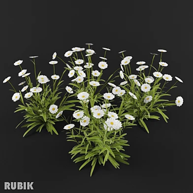 ромашки/daisies