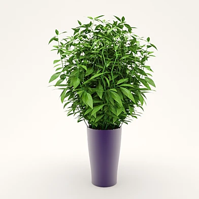 plant