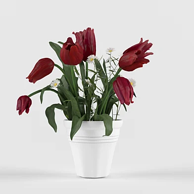 tulips