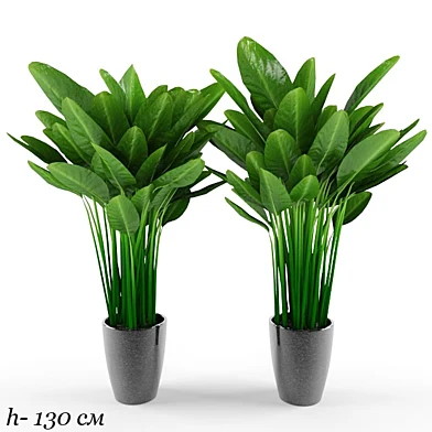 plant
