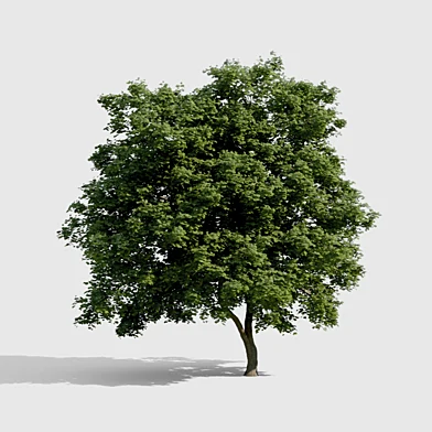 Common Tree with high density greenery