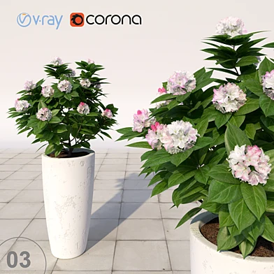 03 Рододендрон цветущий / Rhododendron