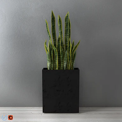 Сансевиерия / Sansevieria trifasciata