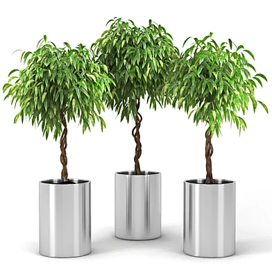 Ficus