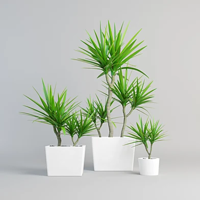 dracena marginata