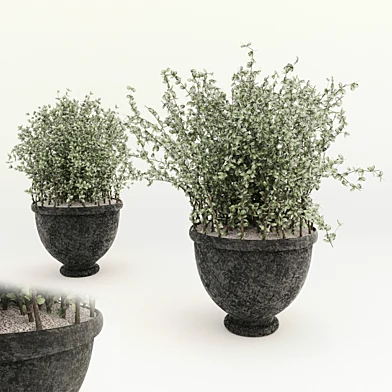 Bush in a pot