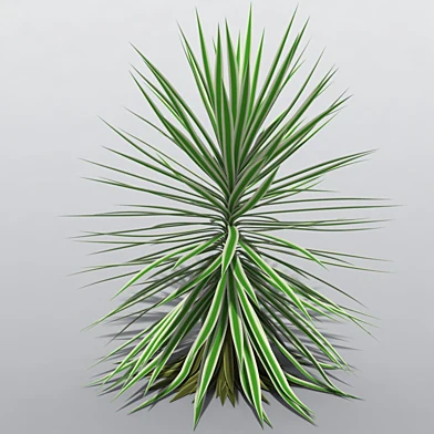 Yucca aloifolia 'Variegata'