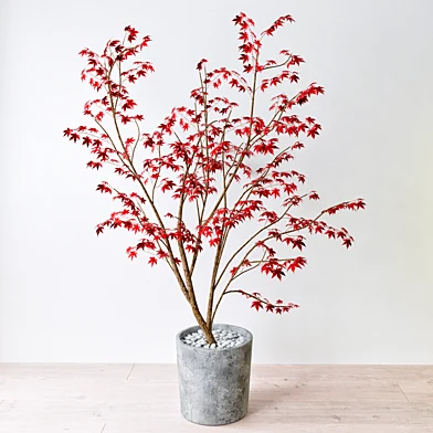 Краснолистный Клен (Maple tree)