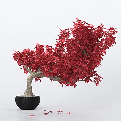 Bonsai tree