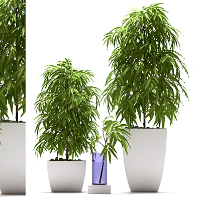 PLANTS 66