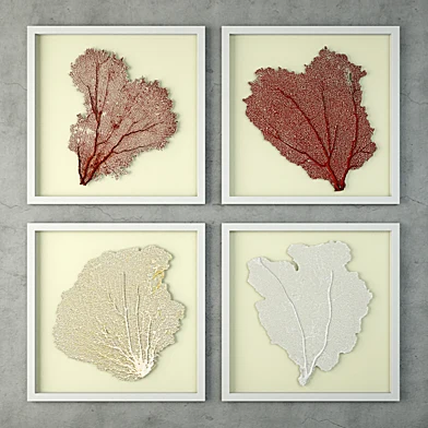 Sea Fans
