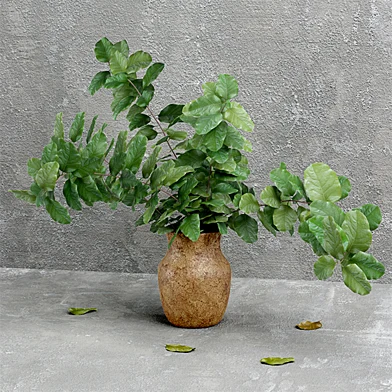 Plant