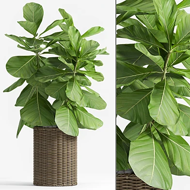 Ficus Lyrata (Plant 55)
