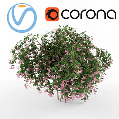 Вейгела ( Weigela)