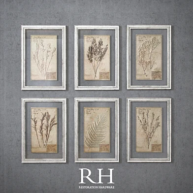 RH - 19th C. Framed Herbariums